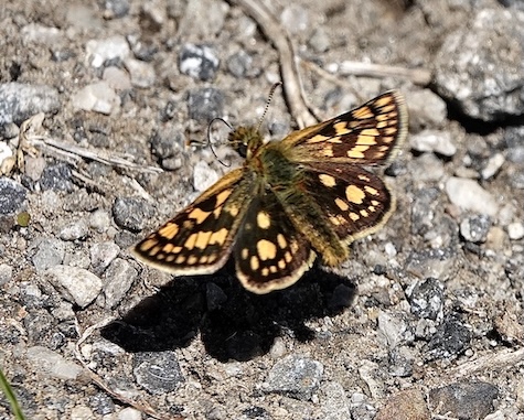 chequered skipper